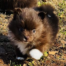 Macchiato - Chocolate parti male Pomeranian puppy in Monroe, Georgia from Beastly Beauties Huskies & Pomskies