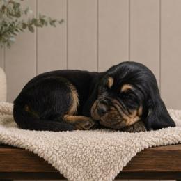 Jessica - Pink collar - Black brown and white female Basset Hound puppy in Edmonton, Kentucky from RiverBottom Bassets