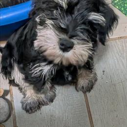 Fritz the second - Black and silver male Miniature Schnauzer puppy in Ogema, Minnesota from Belinda Donley's Miniature Schnauzer