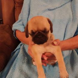 Boy 5 - Fawn male Pug puppy in Gadsden, Alabama from Gadsden Pugs
