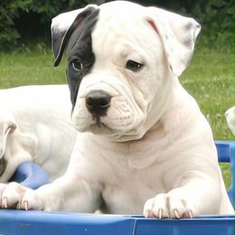 Fudge - White male American Bulldog puppy in Three Rivers, Michigan from Jemms Kennels