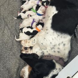 Woodstock:Blue Collar - Red and white male Basset Hound puppy in Monterey, Tennessee from Southern Belles Bassets