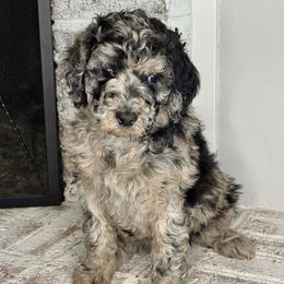 Aurora - Blue merle female Aussiedoodle puppy in Monroe, North Carolina from The Klepper Homestead