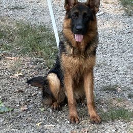 German Shepherd Puppies from Haus of Beautiful Chaos German Shepherds