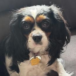 Gertie - Cavalier King Charles Spaniel