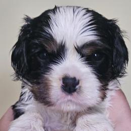Knight - Tri-color male Cavalier King Charles Spaniel puppy in Winchester, Kentucky from Gleannfae Gordon Setters & Cavalier King Charkes Spaniels