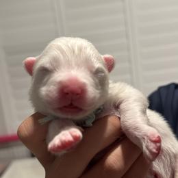 Boy 1 - White and biscuit male Samoyed puppy in Waddell, Arizona from Saratoga Samoyeds