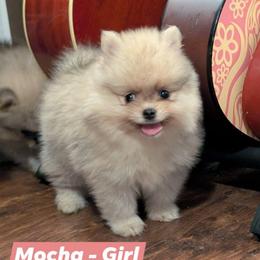 Mocha - Orange sable female Pomeranian puppy in Danielsville, Georgia from PassionatePomPoms