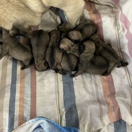 Boy 2 - Pug puppy in South Carolina from Pugs From the Corner