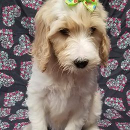 Bernedoodle, Goldendoodle, and Poodle Puppies from Granton Creek