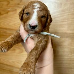 St. Basil - Apricot male Goldendoodle puppy in Denison, Iowa from Violet View Iowa Goldendoodles