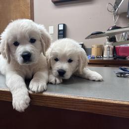 Golden Retriever Puppies from Blair Family Goldens