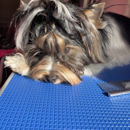 Biewer Terrier and Yorkshire Terrier Puppies from Yorkie Town California