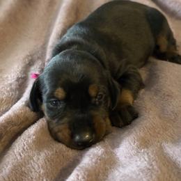 Girl 3 - Black and rust female Doberman Pinscher puppy in Lake City, Florida from Paintedcrazy Doberman Pinchers