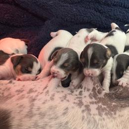 Dachshund puppies from Royalty Weenies