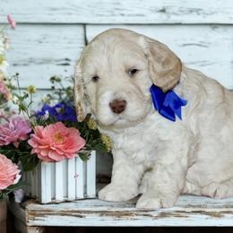 Eddie - Caramel male Australian Labradoodle puppy in Milton, North Carolina from Good Day Doodles
