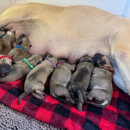 Dusty (Blue Collar) - Reddish brown male Boerboel puppy in Manitowoc, Wisconsin from Mae Boerboel