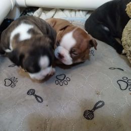 Boy 2 - Boston Terrier puppy from Joy B's Boston Terriers