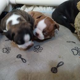 Boy 2 - Boston Terrier puppy from Joy B's Boston Terriers