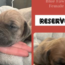 Girl 2- Dancer - Fawn Great Dane puppy in Marlow, New Hampshire from Fox Hill Danes