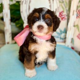 Boy 2 - male Bernedoodle puppy in Mapleton, Utah from Natural Doodle Life