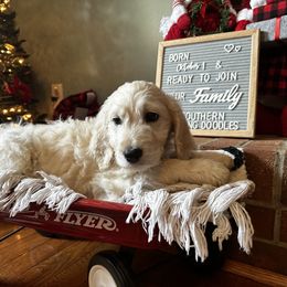 Goldendoodle Puppies from Southern Darling Doodles