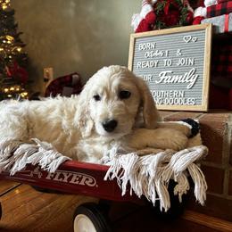 Goldendoodle Puppies from Southern Darling Doodles