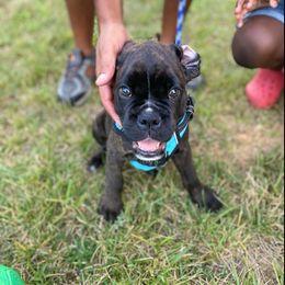 Boxer Puppies from Furevermore Boxers