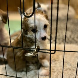 Boy 1 - Sable male Chinese Crested puppy in Blue Earth, Minnesota from Ciao Bella Chinese Cresteds