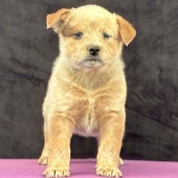 L66-04 - Red speckled male Australian Cattle Dog puppy in Sheridan, Oregon from 6pk Cattledogs
