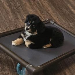 Ruger - Black tri male Miniature American Shepherd puppy in Tonopah, Arizona from King's Miniature American Shepherds