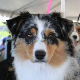 Australian Shepherd All Grown Up from Marquis