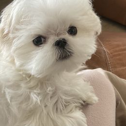 Maltese from A Maltese 4U