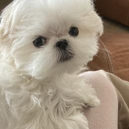 Maltese from A Maltese 4U