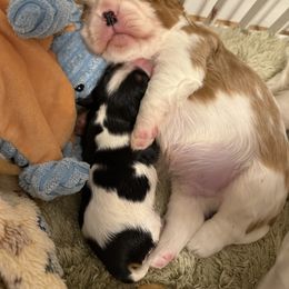 Cavalier King Charles Spaniel Puppies from Reynolds Farms Cavaliers