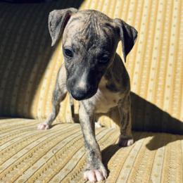 Ruth - Fawn brindle female Whippet puppy in Kingston, Tennessee from Smithfield Park
