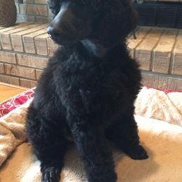 Standard Poodle Puppies from Azel Standard Poodles