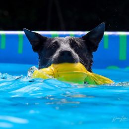 Australian Cattle Dog and Labrador Retriever Puppies from Trinity C Australian Cattle Dogs and Silver Labradors