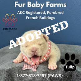 Angela - Cream female French Bulldog puppy in Michigan from Fur Baby Farms