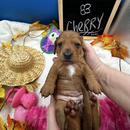 Girl 2 Cherry - Dapple female Dachshund puppy in Oscoda, Michigan from Northland Dachshunds