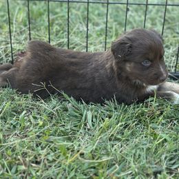 Puppy 8 - Red tri-color female Australian Shepherd puppy in Hillview, Illinois from Malin Family Aussies