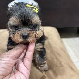 Autumn - Black and tan female Yorkshire Terrier puppy in Tempe, Arizona from Kissable baby face yorkies