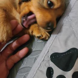 Dachshund Puppies from Belinda's little darlings dachshunds