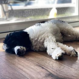 Goldendoodle and Sheepadoodle Puppies from Valley Doodles