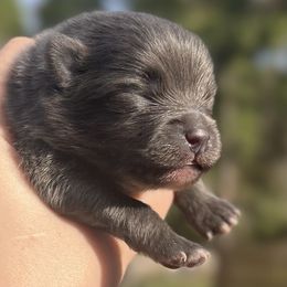 Boy 1 - Blue male Pomeranian puppy in Plantersville, Texas from Endure Farm Inc