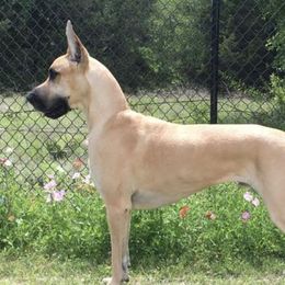 Great Danes from Summit View Great Danes
