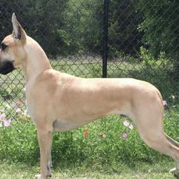 Great Danes from Summit View Great Danes