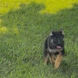 Orange - Black and red female German Shepherd puppy in Greentown, Indiana from AK