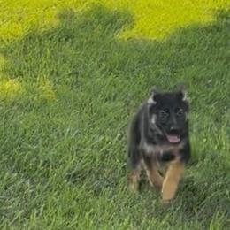 Orange - Black and red female German Shepherd puppy in Greentown, Indiana from AK