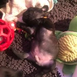 French Bulldog and Miniature Bull Terrier Puppies from Dogs of Dyhar